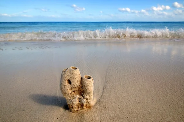 Коралловый макро в карибском песке — стоковое фото