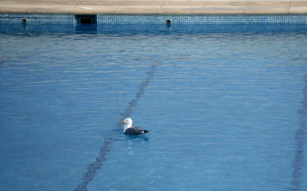 Seagull swiming relaxed in vacation pool — Stock Photo, Image