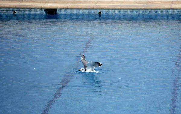 Seagull swiming relaxed in vacation pool — Stock Photo, Image