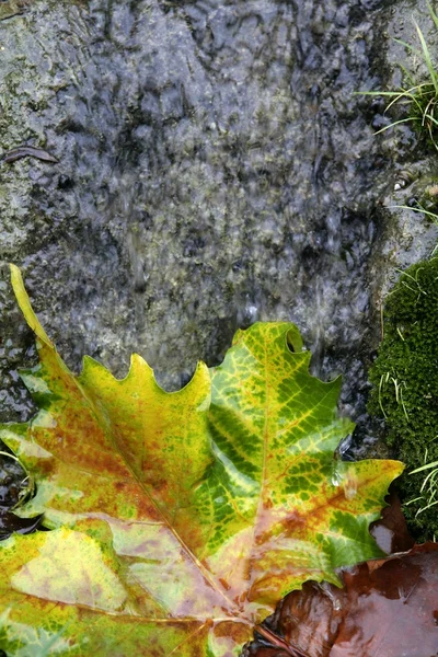 Podzimní listí po proudu vody — Stock fotografie