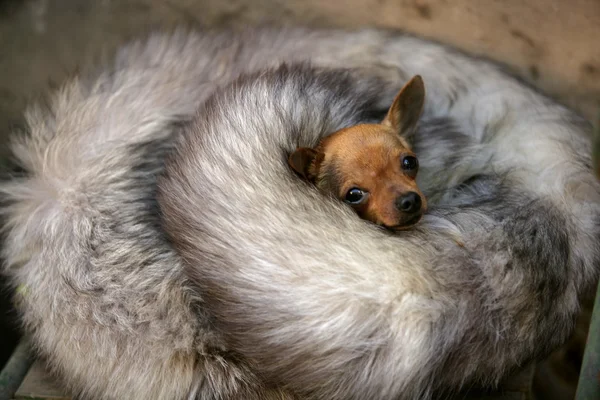 Cão pequeno com frio no inverno com pele de raposa — Fotografia de Stock