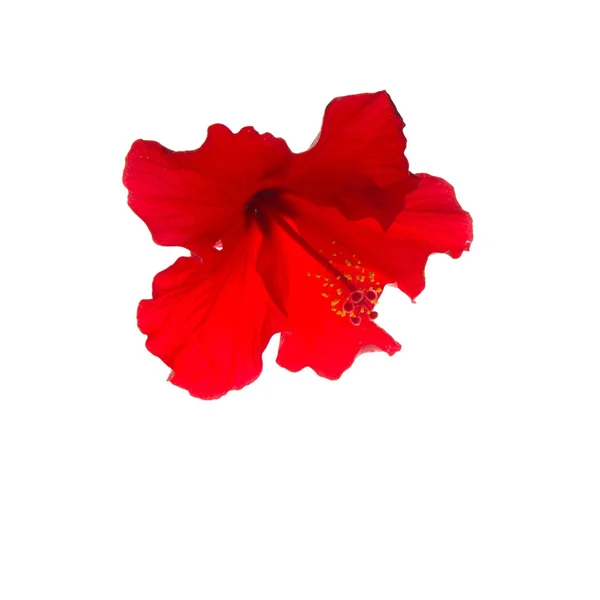 Ιβίσκος σε κόκκινο χρώμα απομονωθεί σε λευκό — Φωτογραφία Αρχείου