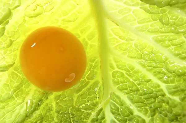 Gema de ovo amarela sobre folha de repolho — Fotografia de Stock