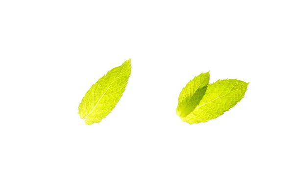 Três folhas de manjericão em verde vibrante sobre branco — Fotografia de Stock