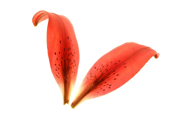 Pétalas transparentes de hibisco macroisoladas — Fotografia de Stock