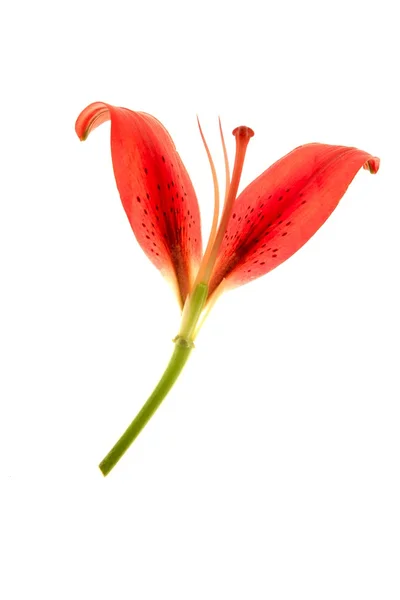 Hibiscus transparente πέταλα μακροεντολή απομονωθεί — Φωτογραφία Αρχείου