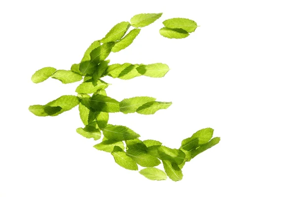 Euro currency symbol made of basil mint leaves — Stock Photo, Image