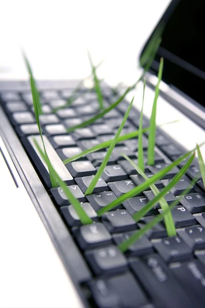 컴퓨터 키보드은 유에서에서 성장 하는 잔디 — 스톡 사진