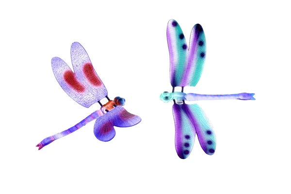 Две разноцветные стрекозы летающие насекомые изолированы — стоковое фото
