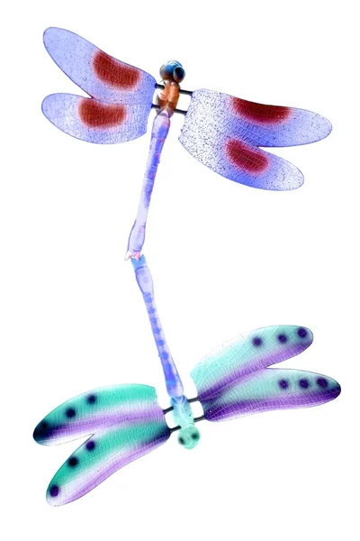 Dois insetos voadores de libélula coloridos isolados — Fotografia de Stock