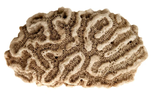 Brain caribbean coral — Stock Photo, Image