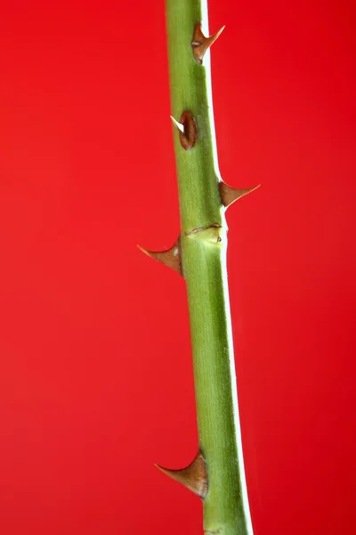Rose planta vermelha vívida com detalhe espinhos picada — Fotografia de Stock
