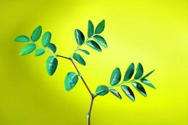 Plante verte avec feuilles plan studio — Photo