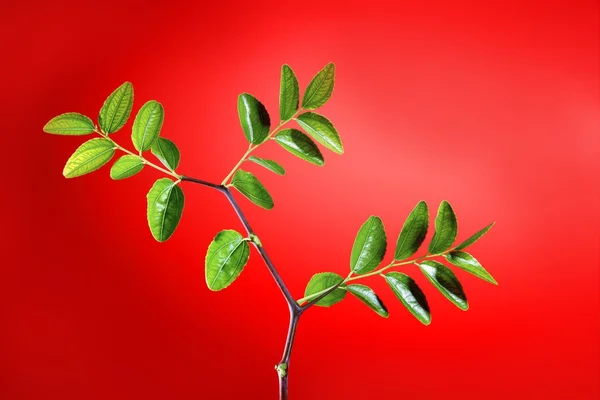Grüne Pflanze mit Blättern Studioaufnahme — Stockfoto