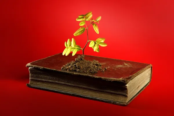 Plant growing from aged old book — Stock Photo, Image
