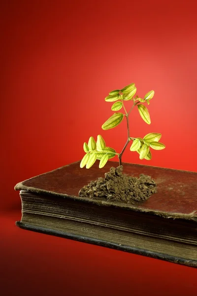 Planta crescendo a partir de livro velho envelhecido — Fotografia de Stock