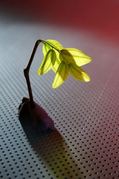 緑の植物の芽の成長 — ストック写真