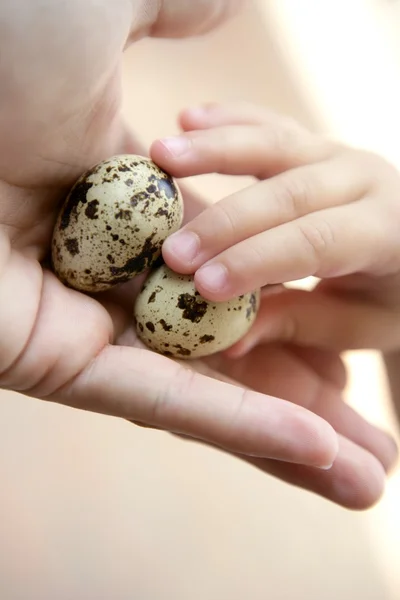 Перепелиные яйца на материнской руке, дети держат — стоковое фото