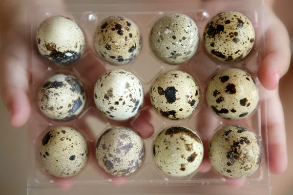 Huevos de codorniz docena en manos niños — Foto de Stock