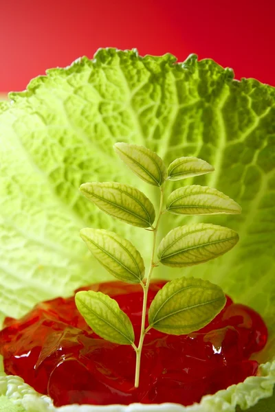 Crescer dentro de uma folha de repolho — Fotografia de Stock