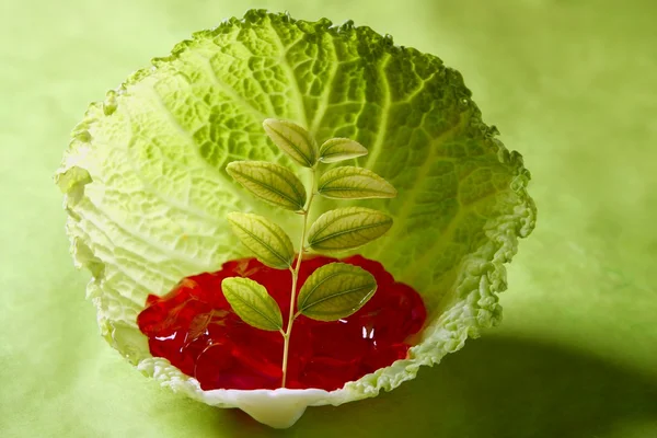 Growing inside a cabbage leaf — Stock Photo, Image