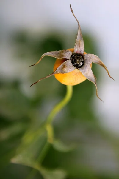 Brote de flor de rosa seca en una planta — Foto de Stock