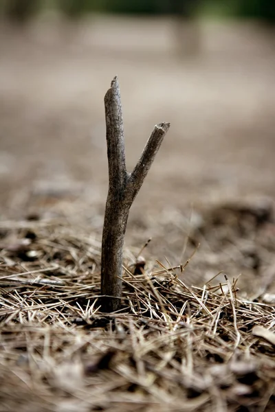 Маленька дерев'яна паличка, що росте з лісової підлоги — стокове фото