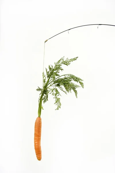 stock image Try to eat the carrot rabbit trap