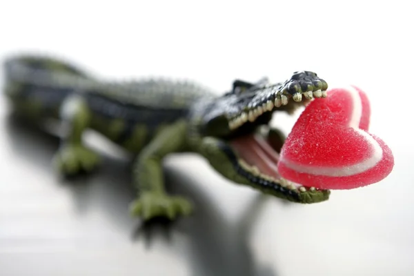 Toy cocodrile, aligator with candy Valentine red heart in his jaws — Stock Photo, Image