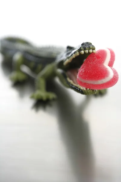 Toy cocodrile, aligator with candy Valentine red heart in his jaws — Stock Photo, Image