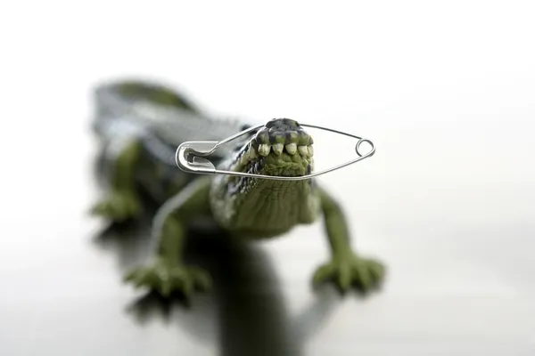 Cocodrile de brinquedo, aligator com pino fechando suas mandíbulas — Fotografia de Stock