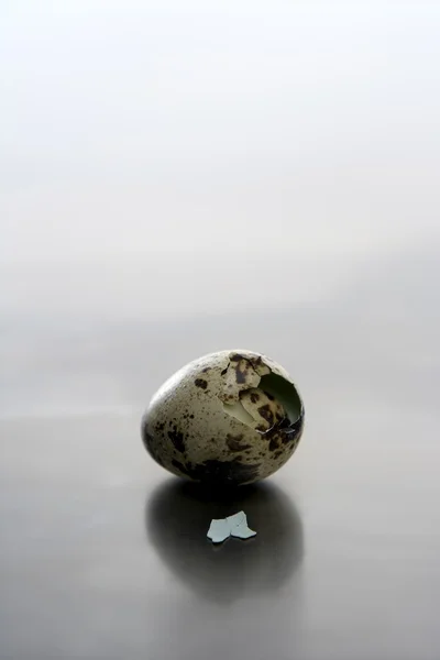 Broken quail egg, new baby bird will born — Stock Photo, Image