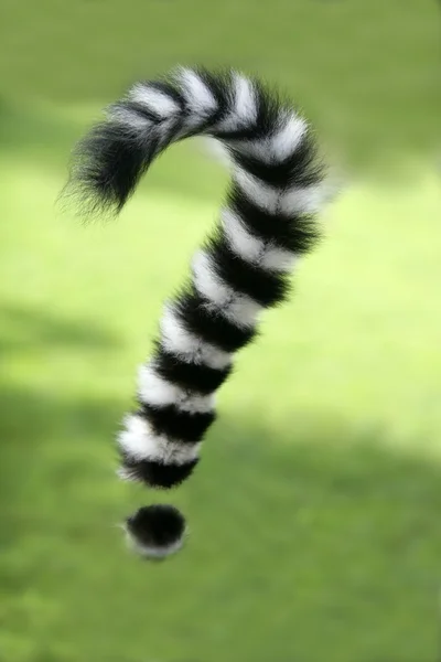 Un lemure coda ad anello del Madagascar. Punto interrogativo forma coda — Foto Stock