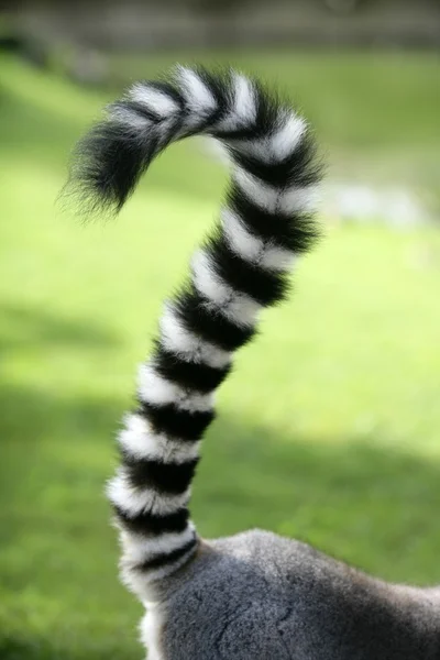 Um lémure de Madagáscar. Ponto de interrogação forma cauda — Fotografia de Stock