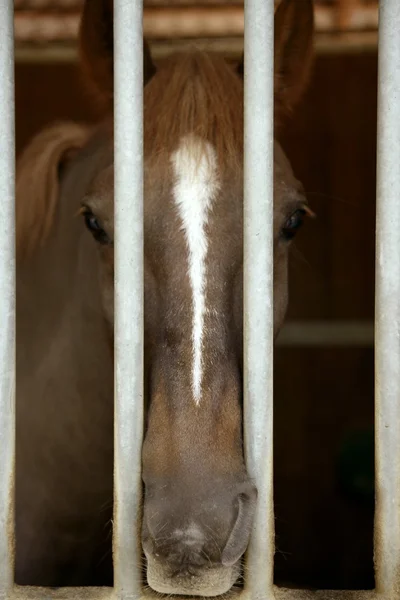 Pferdeporträt, traurig auf der anderen Seite des Stallgefängnisses — Stockfoto