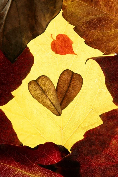 Autumn listowie w kompozycja kadru, przezroczysty złoty — Zdjęcie stockowe