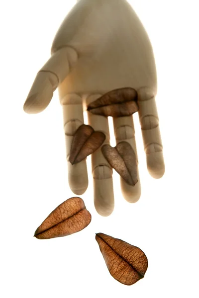 Manequim mão de madeira segurando outono folhas marrons — Fotografia de Stock