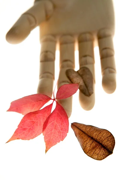 Mannequin wooden hand holding autumn leaves — Stock Photo, Image