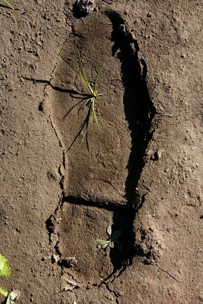 Huella humana en un suelo de arcilla, planta creciendo dentro —  Fotos de Stock