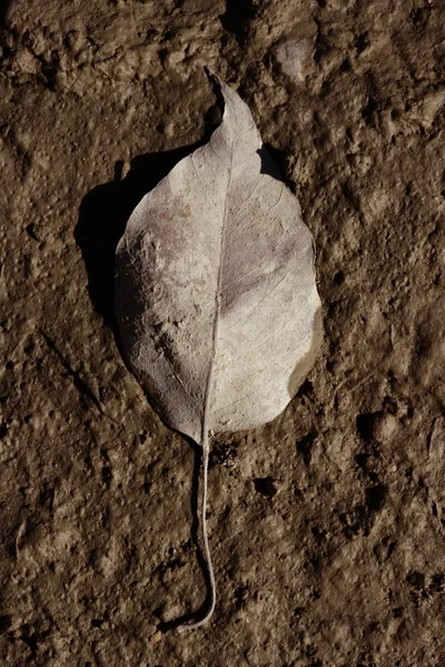 One leaf in autumn weather, brown clay mud — Stock Photo, Image