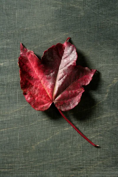 Leaves still of autumn leaves, dark wood background — Stock Photo, Image