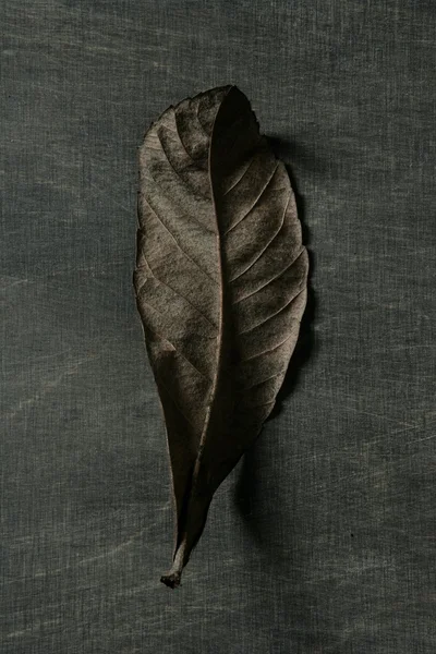 Herbstblatt über dunklem Hintergrund und Schatten — Stockfoto
