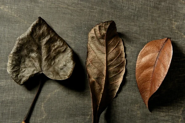 Ще осіннє листя, фон з темного дерева, осіннє зображення — стокове фото