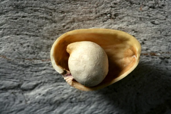 Uma grão de bico dentro da carapaça de pistache. Metáfora da pérola — Fotografia de Stock