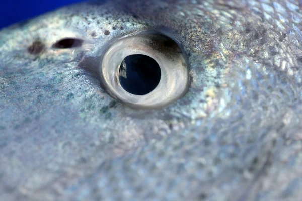 Denton, středomořské sparus ryby, pražma, kanic — Stock fotografie