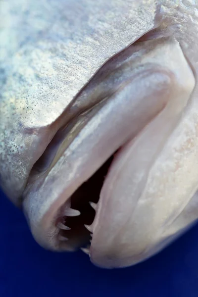 Denton, peixes esparsos mediterrânicos, gilthead, snapper — Fotografia de Stock