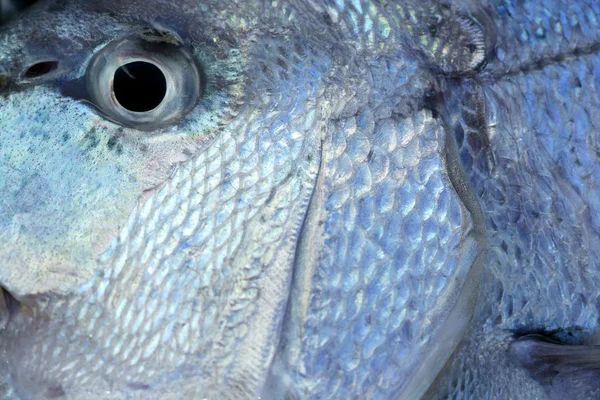 Denton, Mediterranean sparus fish, gilthead, snapper — Stock Photo, Image