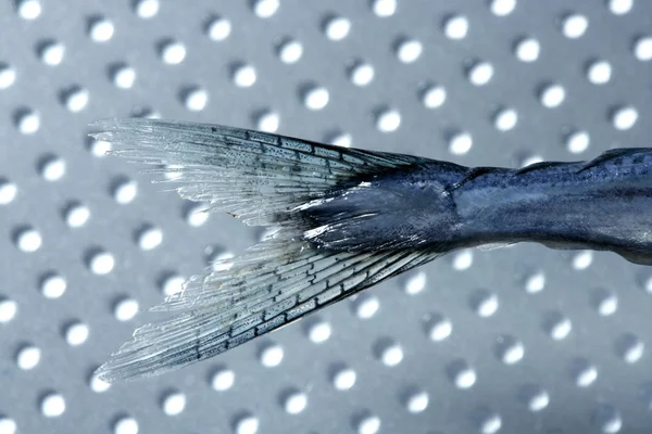Голчастий рибний хвіст, неварений макро студійний знімок — стокове фото