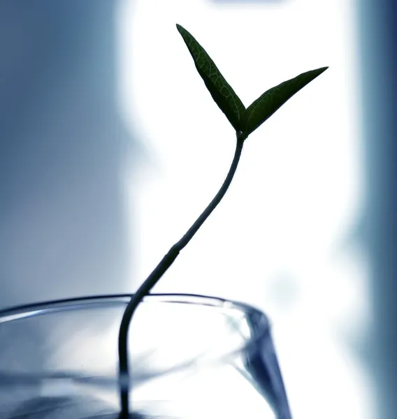 Раннее растение сои, растущее в стакане — стоковое фото