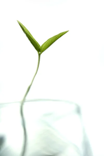 大豆初期で育つ植物で、ガラス — ストック写真